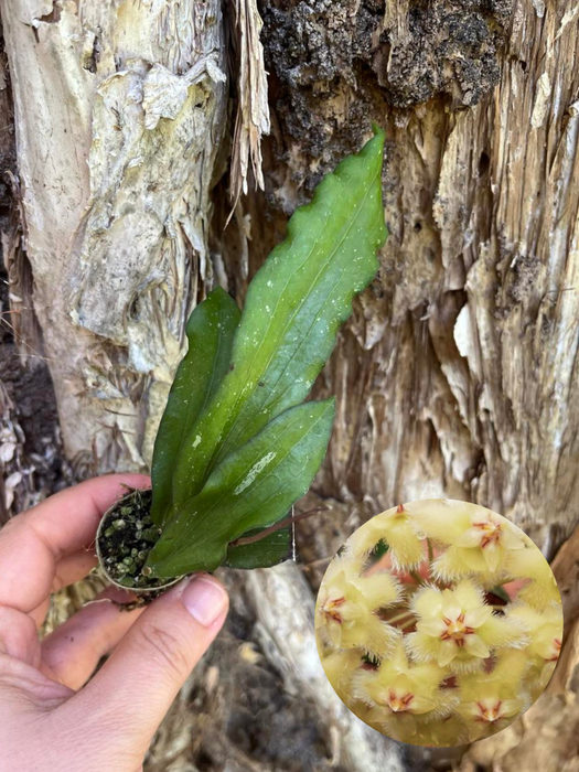 Hoya Erythrina