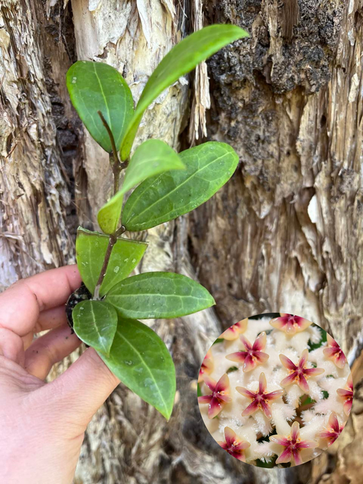 Hoya Erythrostemma