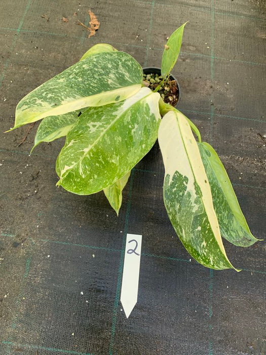Philodendron Jose Buono 2