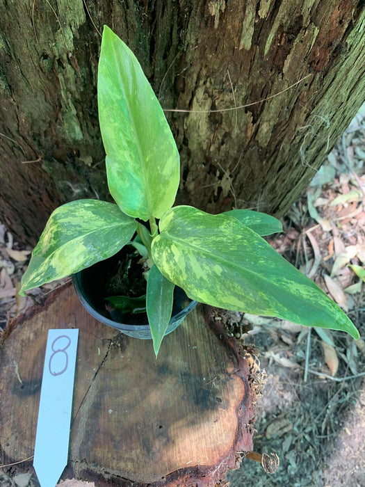 Philodendron Domesticum Multi-Plant Listing