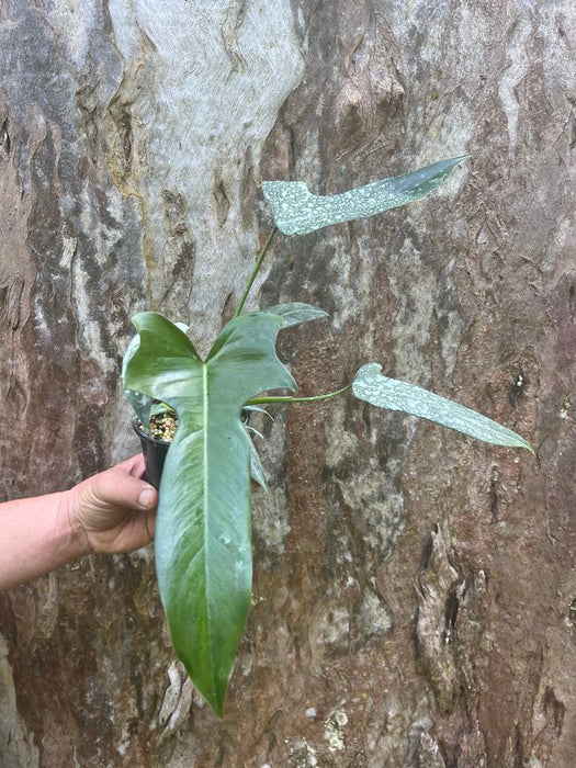 Philodendron Longilobatum 'Lelano Miyano' aka Dragonfly