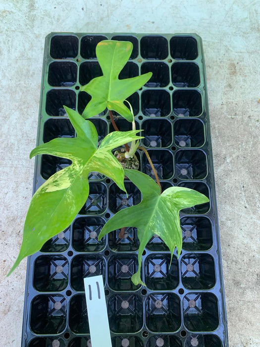 Philodendron Florida Beauty 11