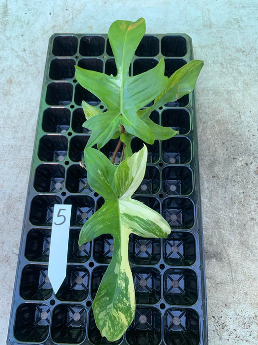 Philodendron Florida Beauty 5