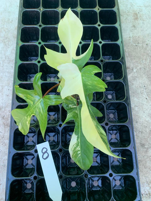 Philodendron Florida Beauty 8