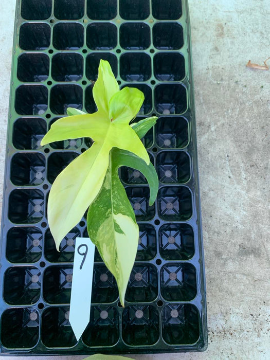 Philodendron Florida Beauty 9