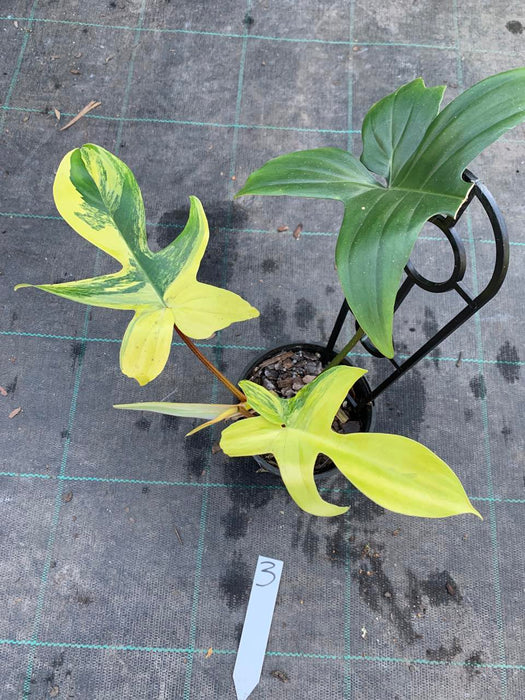 Philodendron Florida Beauty 3
