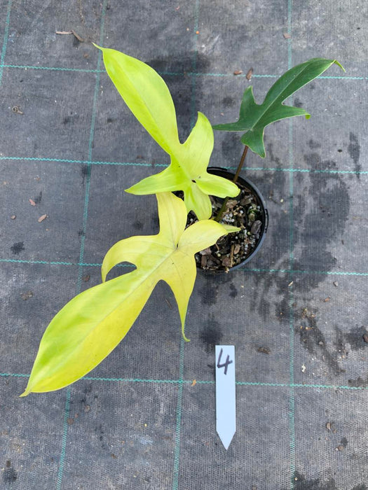 Philodendron Florida Beauty 4