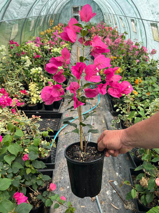 Bougainvillea Barbara Karst
