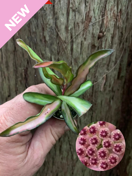 Hoya Wayetii Variegata