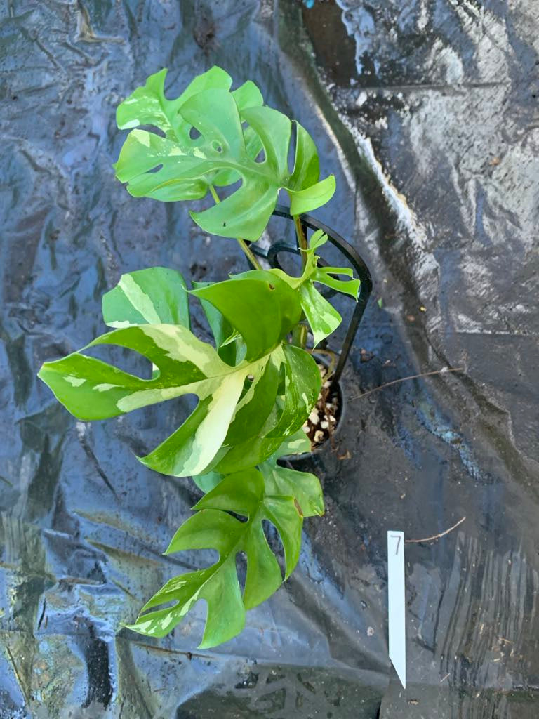 Winter Plant Care