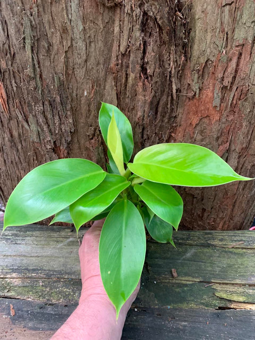 philodendron moonlight