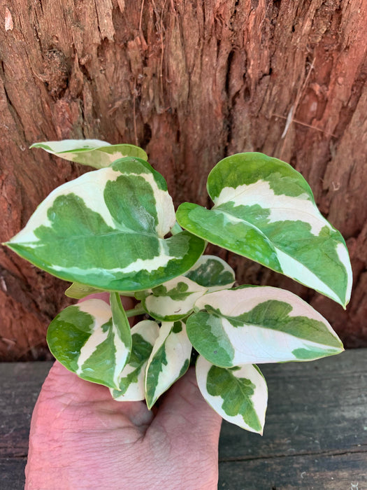 Pothos Snow Queen