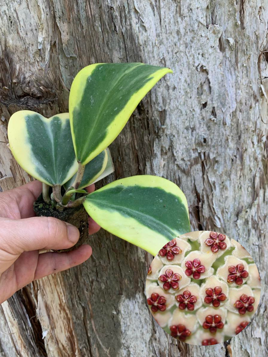 Hoya Kerri Albo Marginata