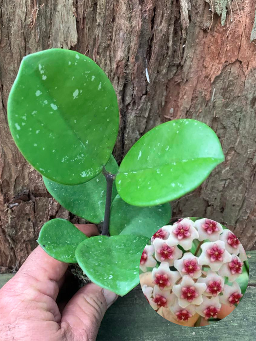 Hoya Obovata Chimera