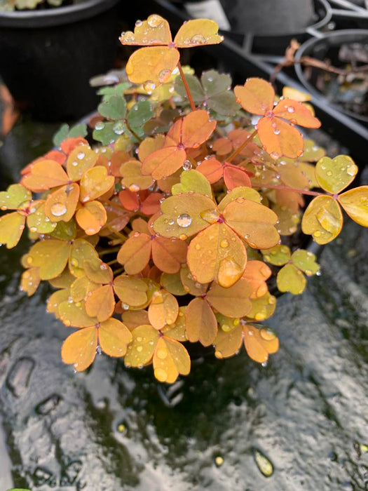 Oxalis Molten Lava | Sunset Velvet