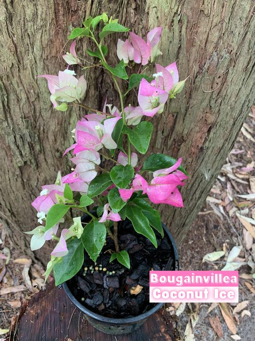 Bougainvillea Coconut Ice