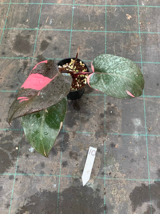 Philodendron Pink Princess #10