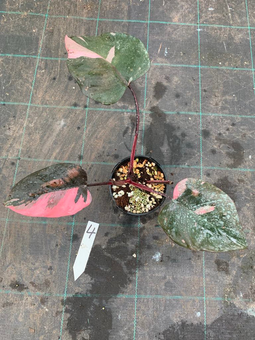Philodendron Pink Princess #4