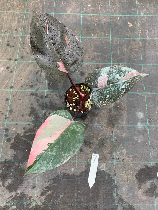 Philodendron Pink Princess #7