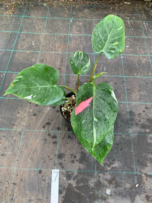 Philodendron White Princess #7