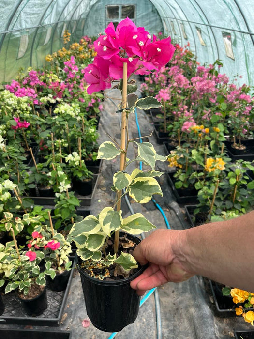 Bougainvillea Raspberry Ice