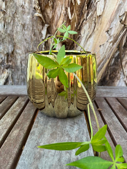 Gold Pot - Small