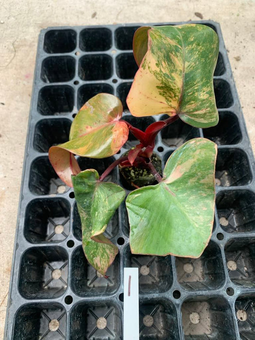 Philodendron Strawberry shake 1