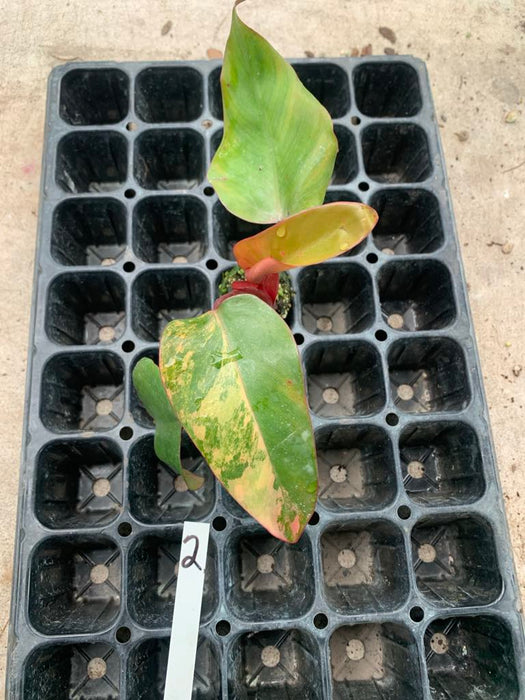 Philodendron Strawberry shake 2