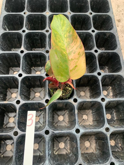 Philodendron Strawberry shake 3