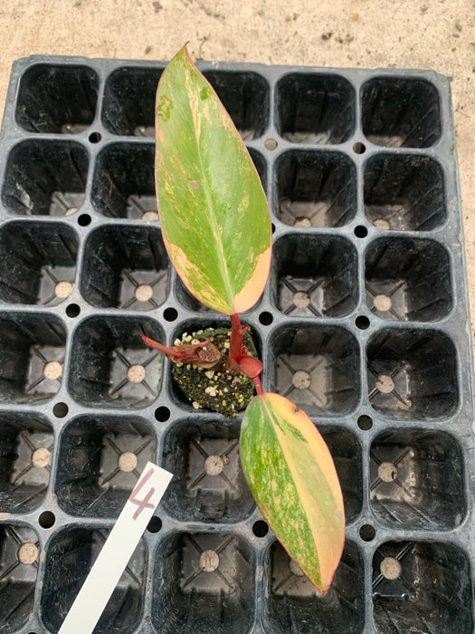 Philodendron Strawberry shake 4