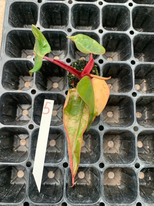 Philodendron Strawberry shake 5