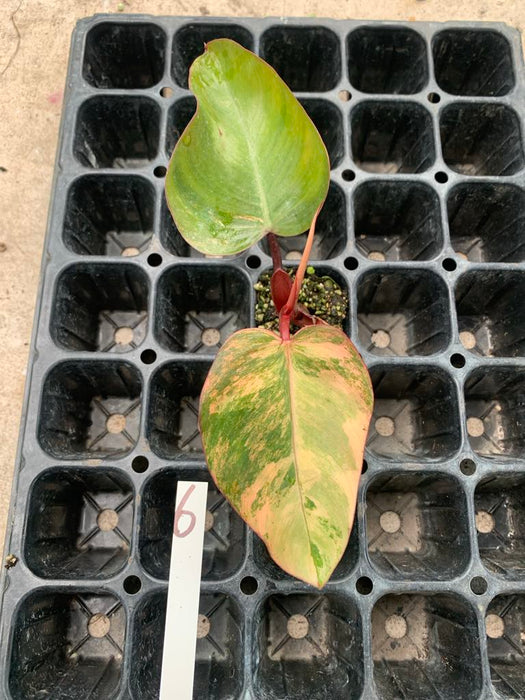 Philodendron Strawberry shake 6