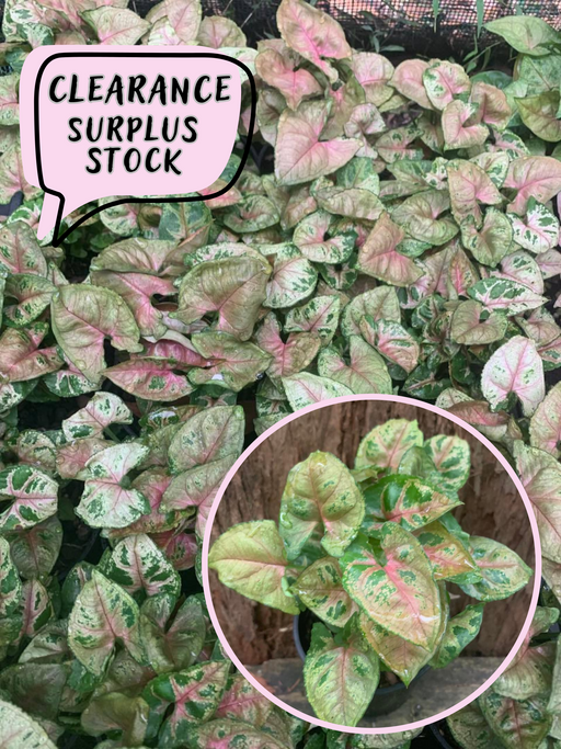 Syngonium Dwarf Princess mini allusion