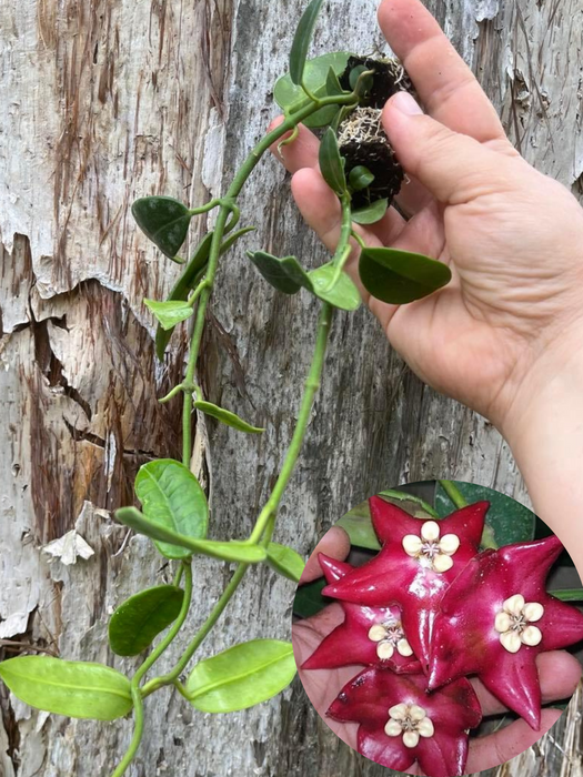hoya coronaria red