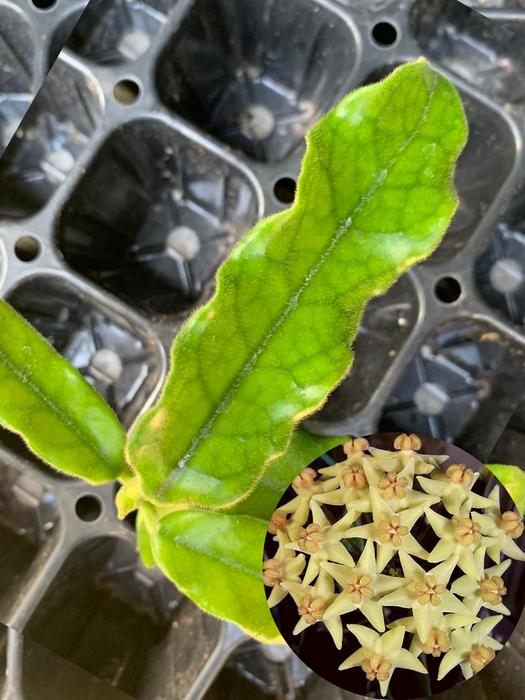 hoya villosa