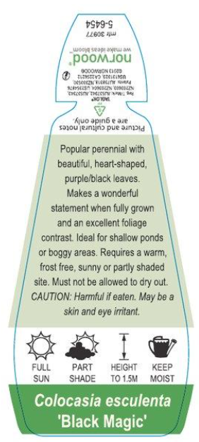 Colocasia Black Magic
