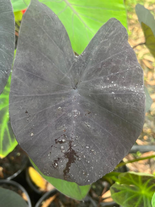 Colocasia Black Magic