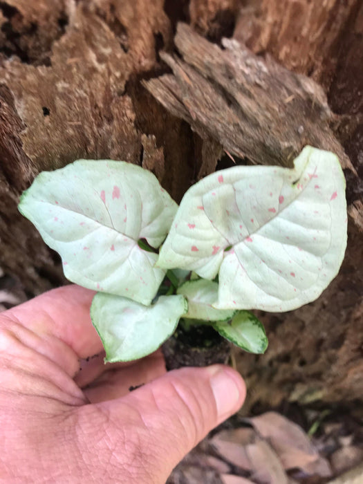 Syngonium Confetti