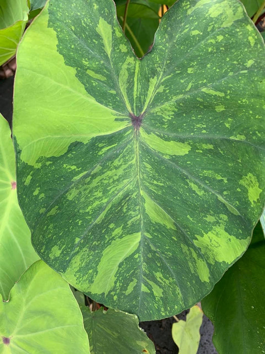 Colocasia Lemon Lime Gecko