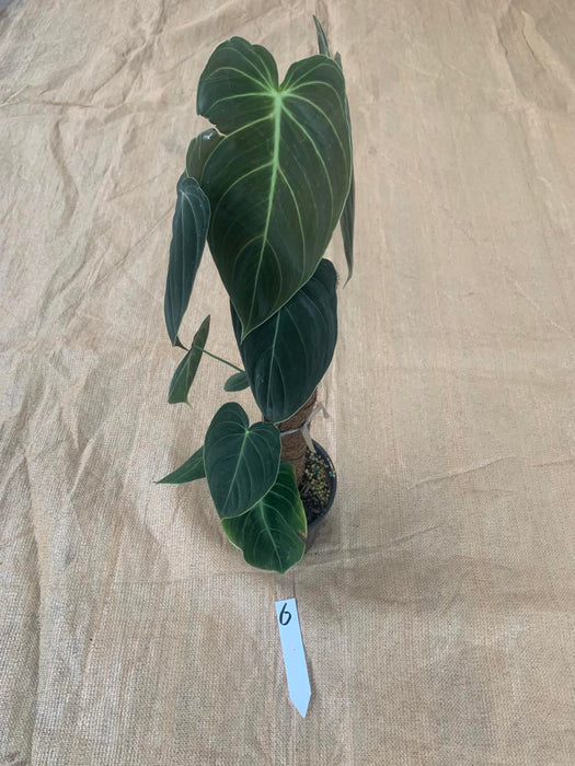 Philodendron Melanochrysum Individual Plants