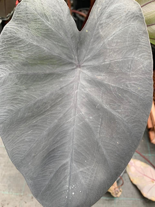 Colocasia Magic Hybrid