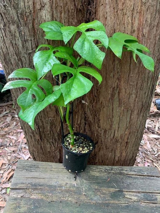 Rhaphidophora Tetrasperma Mini Mon