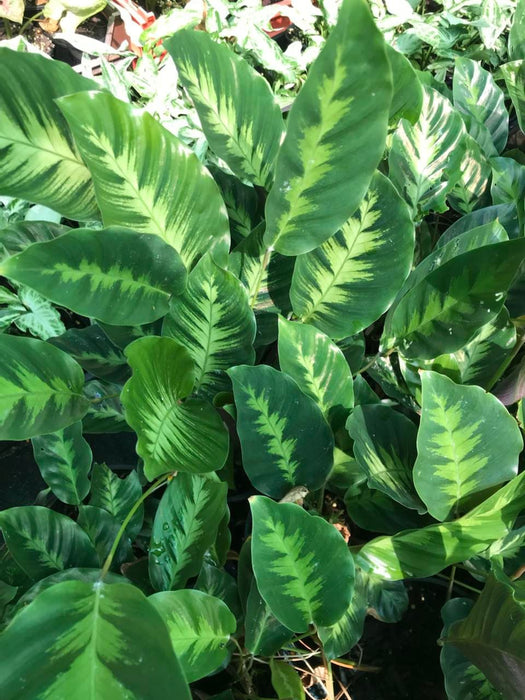 calathea miso or misto