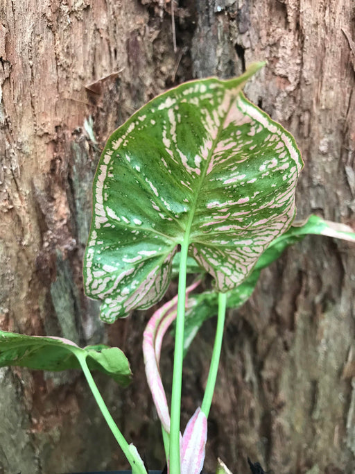 Syngonium Mosaic