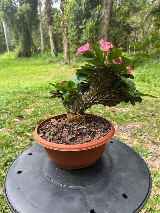 Euphorbia Milli crested