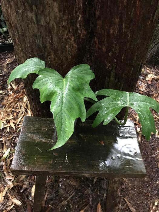 Philodendron Radiatum