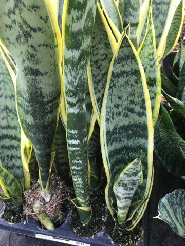 sansevieria laurentii