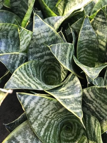 Sansevieria Green Hahnii