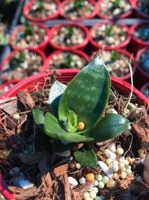 sansevieria star