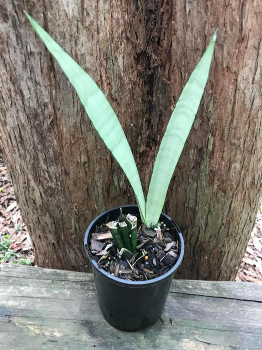 sansevieria silver queen